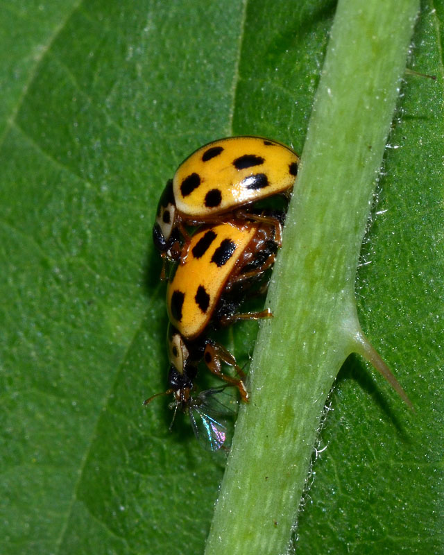 Coppia di Coccinellidae: Propylea quatuordecimpunctata